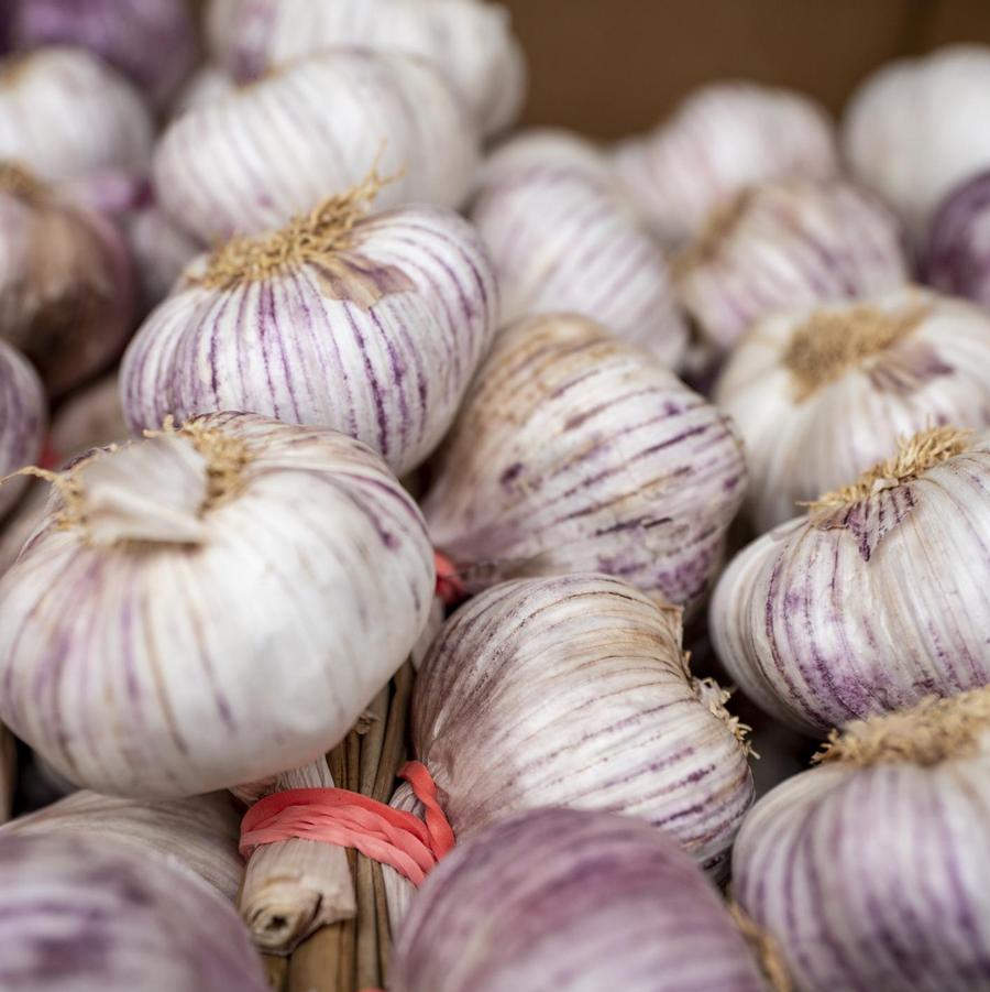 Allium sativum 'Chesnock Red (hard neck)' - Garlic, Chesnock Red (hard neck) from My Organic Table