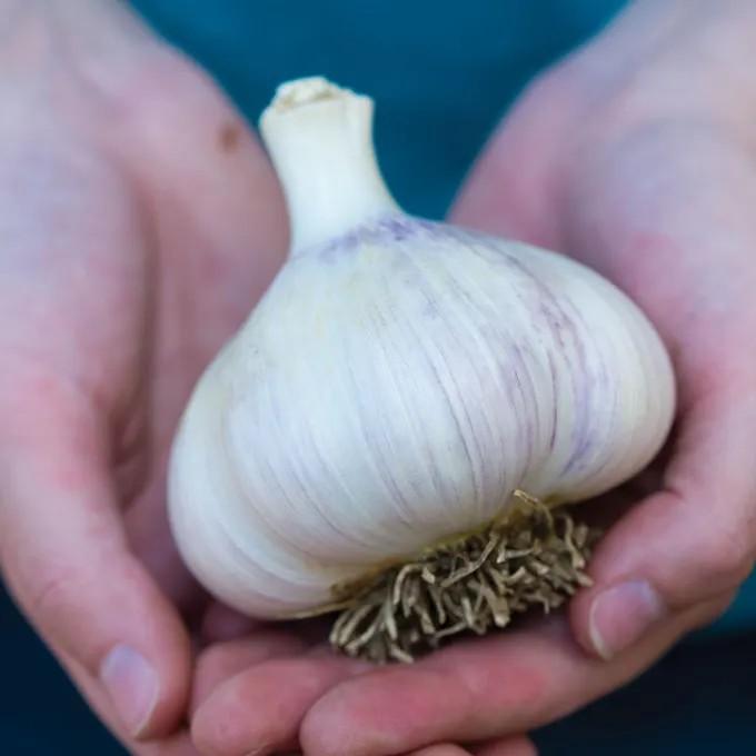 Allium sativum 'Montana Giant (hard neck)' - Garlic, Montana Giant (hard neck) from My Organic Table