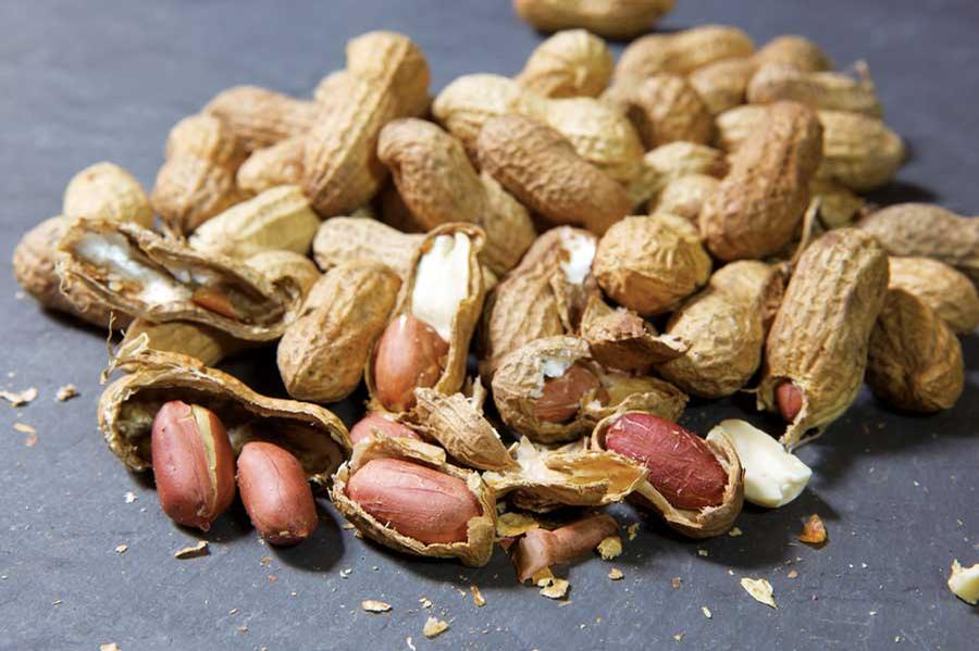 Arachis hypogaea - Peanut, Spanish from My Organic Table