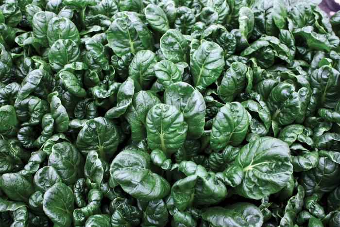 Brassica Longevity F1