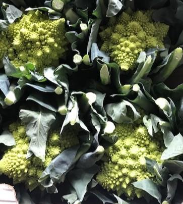 Brassica oleracea 'Romanesco' - Cauliflower, Romanesco from My Organic Table
