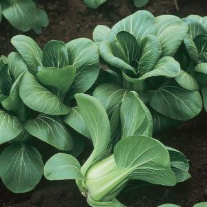Brassica rapa subsp. chinensis 'Baby Bok Choi' - Bok Choi, Baby from My Organic Table