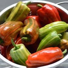 Capsicum annuum 'Candy Cane Red' - Pepper, Candy Cane Red from My Organic Table