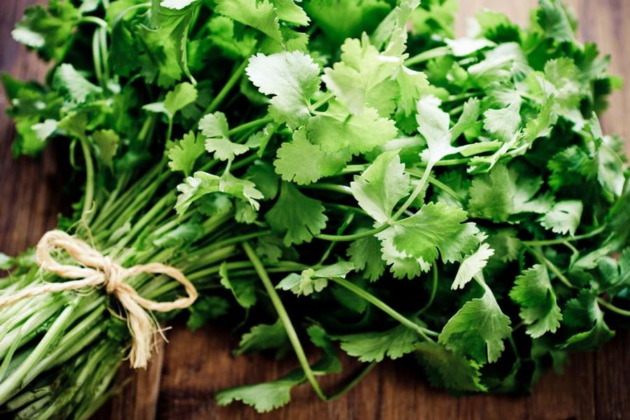 Coriandrum sativum 'Calypso' - Cilantro from My Organic Table