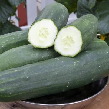 Cucumis sativus 'Peticue' - Cucumber, Peticue from My Organic Table