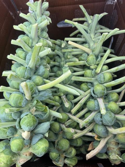 Brassica oleracea var. gemmifera 'Dagan' - Brussel Sprouts from My Organic Table