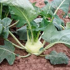 Brassica oleracea var. gongylodes 'Korist' - Kohlrabi from My Organic Table