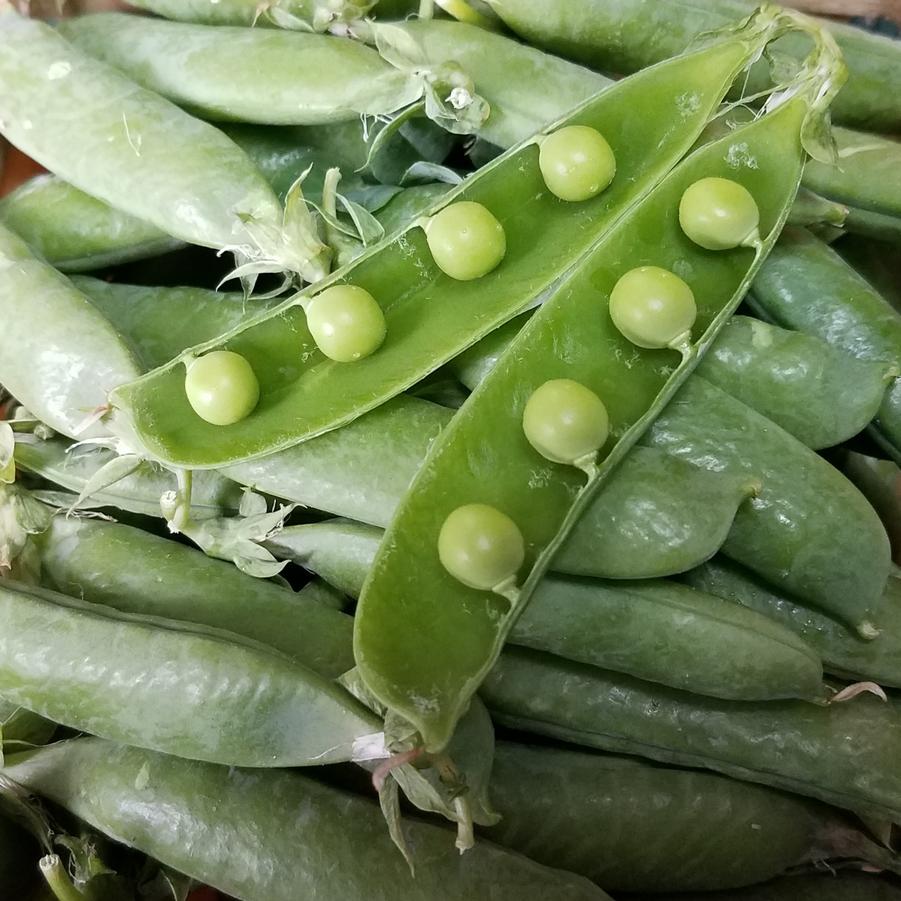 Pisum sativum - Pea, English Shelling from My Organic Table