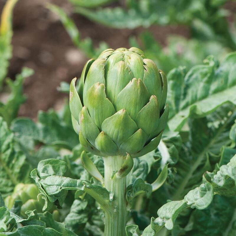 Cynara cardunculus 'Globe' - Artichoke, Globe from My Organic Table