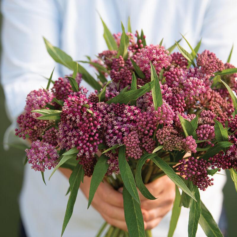 Eupatorium purpureum - Sweet Joe Pye Weed from My Organic Table