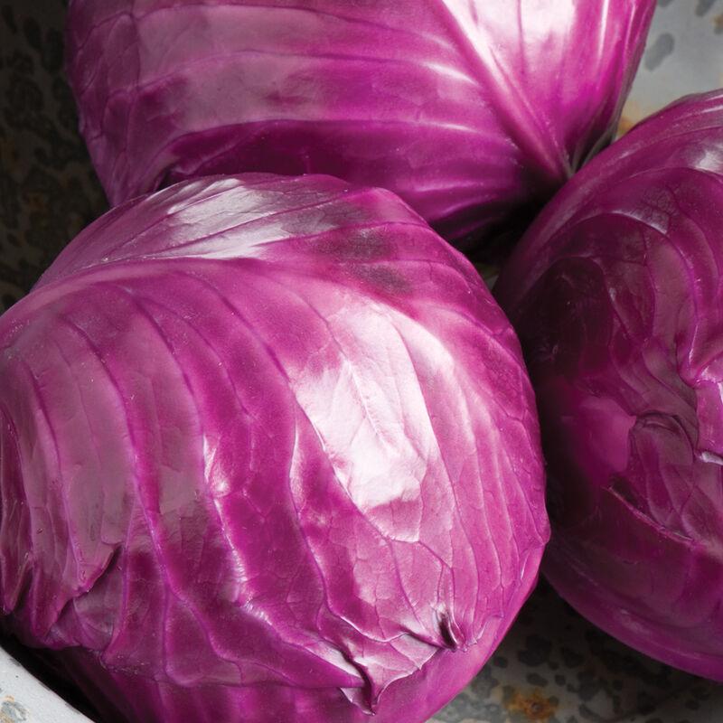 Brassica oleracea - Cabbage, Red Cabbage from My Organic Table