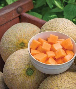 Cucumis melo 'Sugar Cube' - Cantaloupe, Sugar Cube from My Organic Table