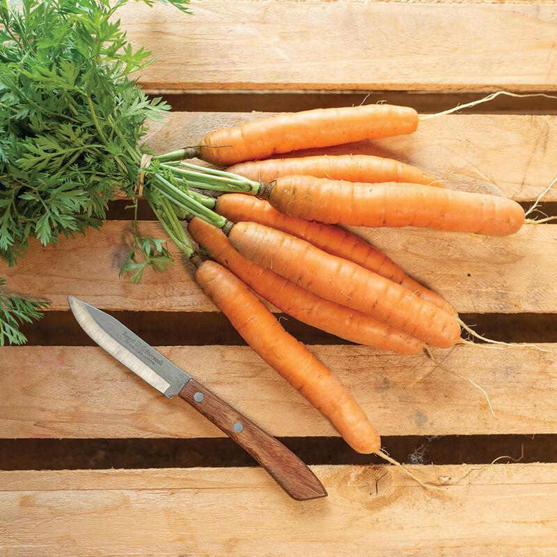 Daucus carota 'Adelaide' - Carrot, Adelaide, Baby from My Organic Table