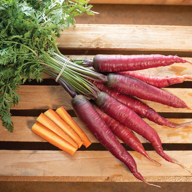 Daucus carota 'Dragon' - Carrot, Dragon from My Organic Table