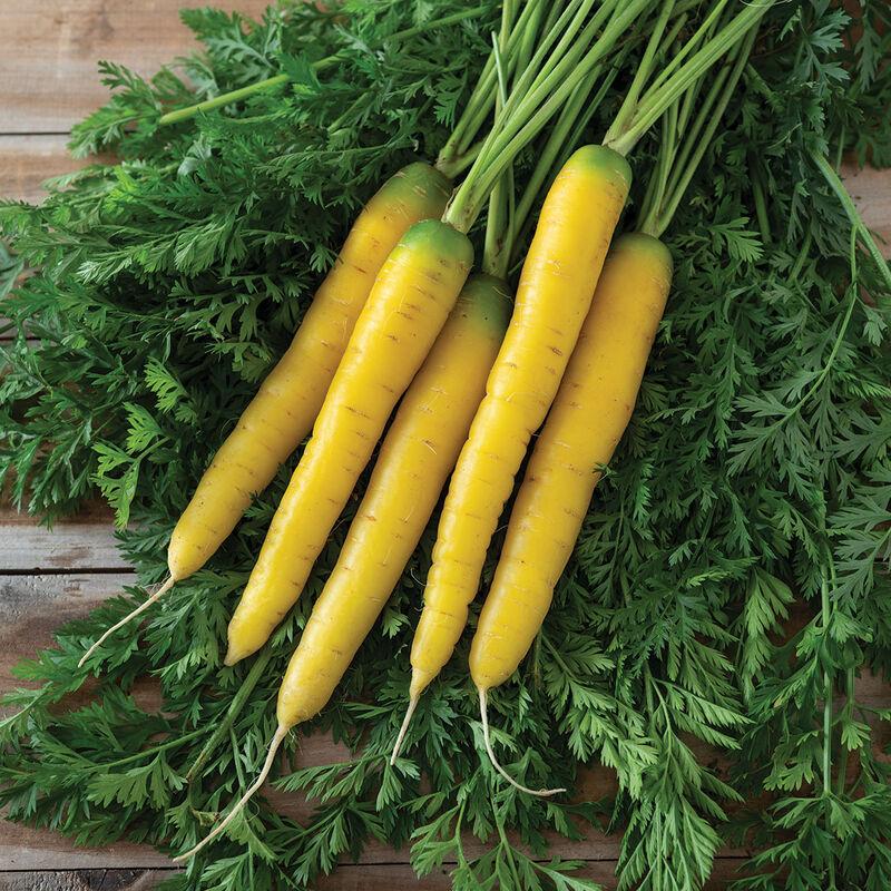 Daucus carota 'Gold Nugget' - Carrot, Gold Nugget from My Organic Table