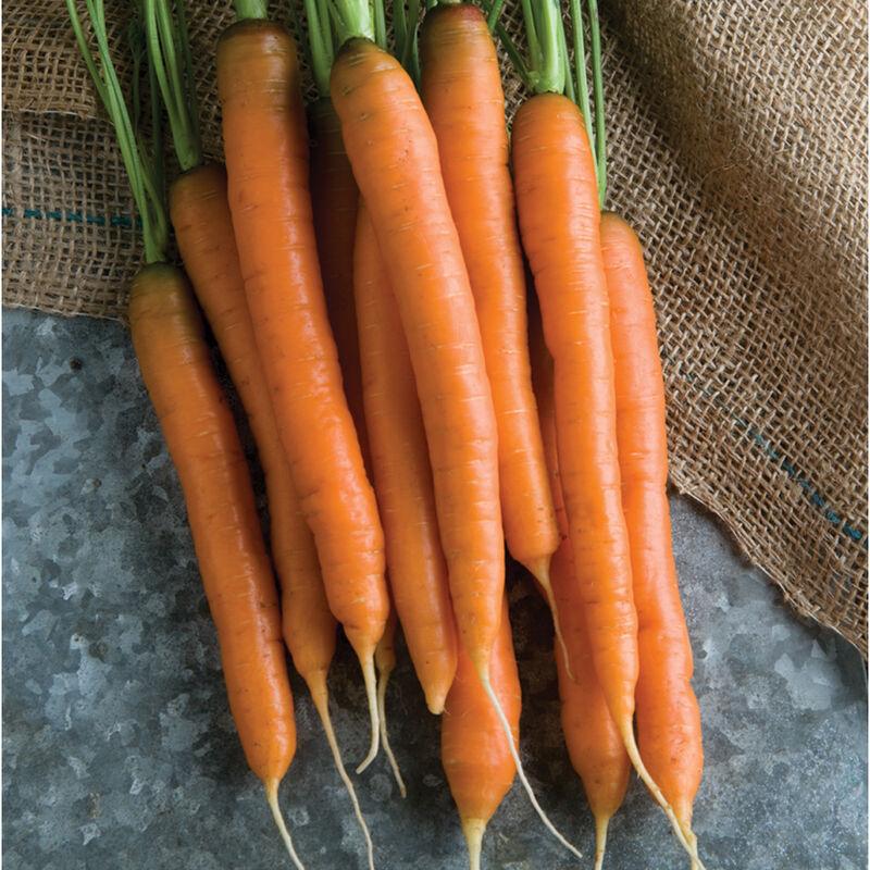 Daucus carota 'Mokum' - Carrot, Mokum from My Organic Table