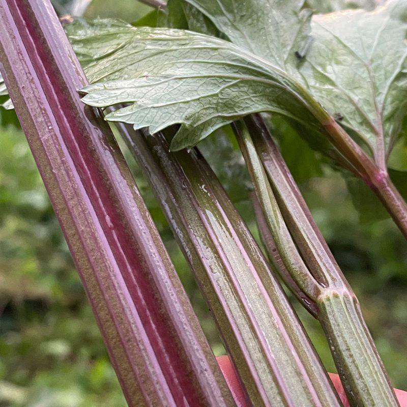 Apium graveolens 'Pink Plume' - Celery, Pink Plume from My Organic Table