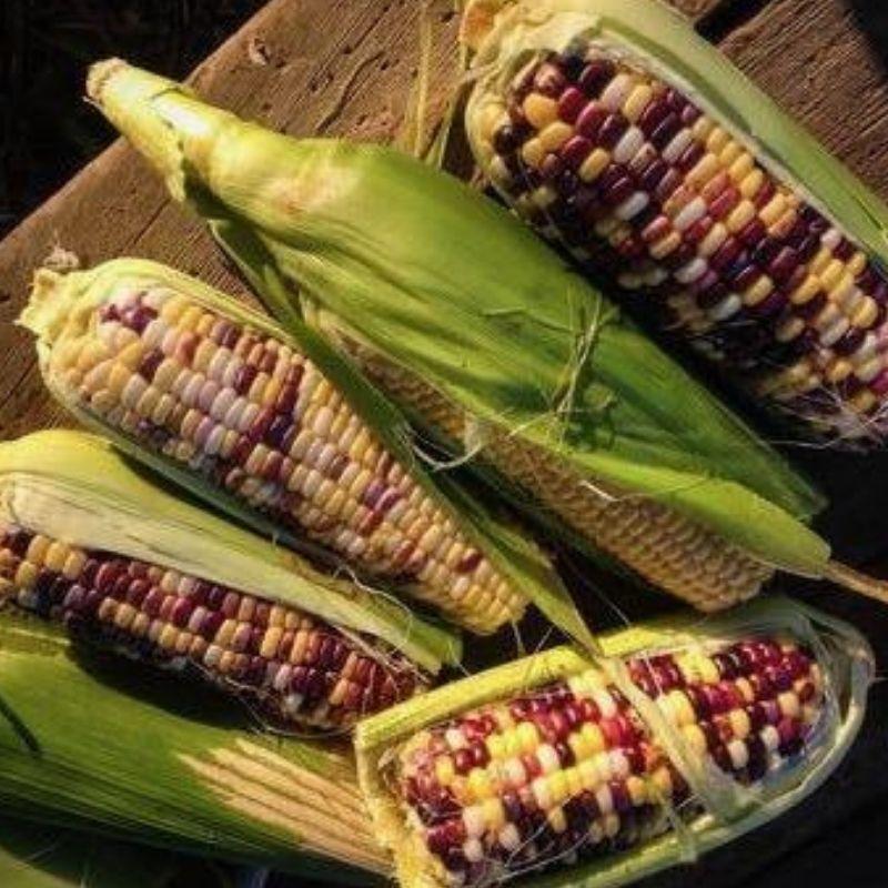 Zea mays 'Festivity' - Corn, Festivity from My Organic Table