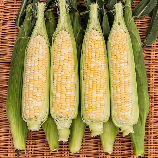 Zea mays 'Natural Sweet' - Corn, Natural Sweet from My Organic Table