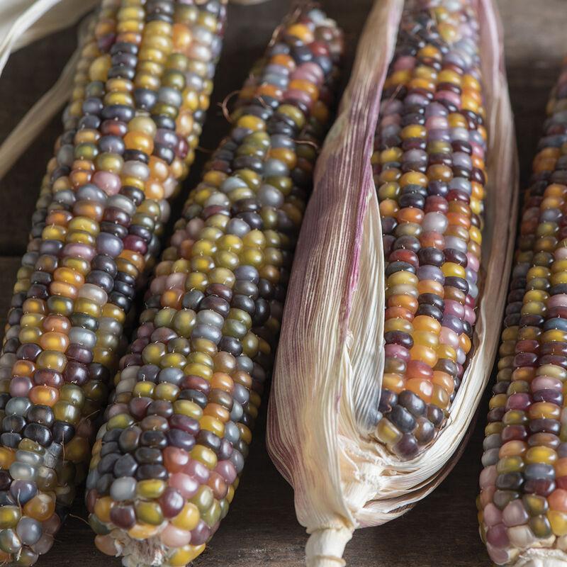 Zea mays 'Ornamental, Glass Gem' - Corn, Ornamental, Glass Gem from My Organic Table