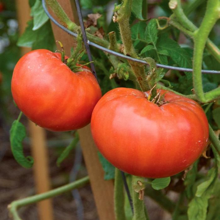 Solanum lycopersicon Mortgage Lifter