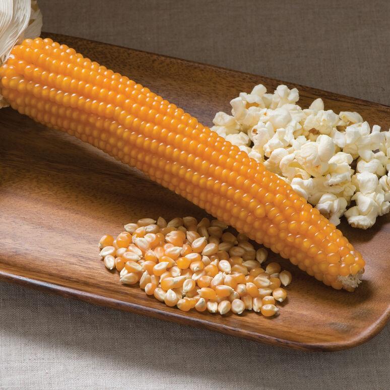 Zea mays everita 'Robust Yellow' - Corn, Popcorn, Robust Yellow from My Organic Table
