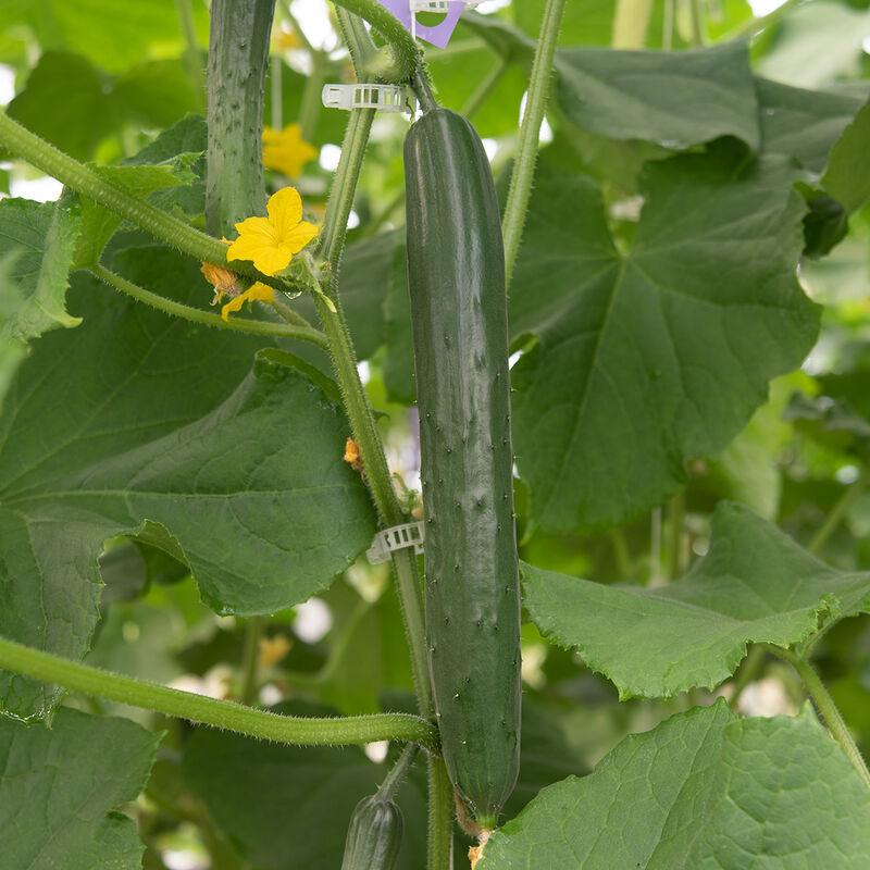 Cucumis sativus 'Japanese' - Cucumber, Japanese from My Organic Table