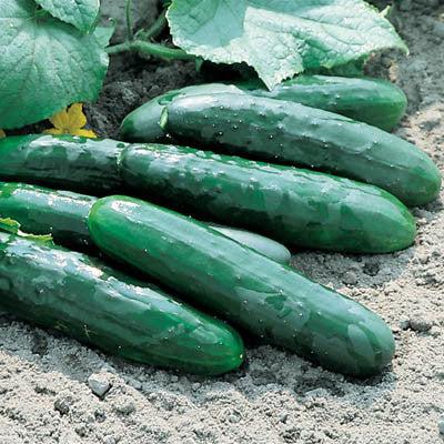 Cucumis sativus 'Marketmore 76' - Cucumber, Marketmore 76 from My Organic Table