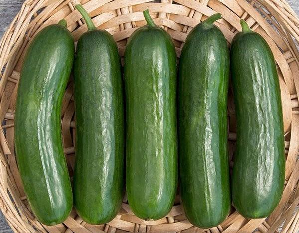 Cucumis sativus 'Piccolino' - Cucumber, Piccolino from My Organic Table
