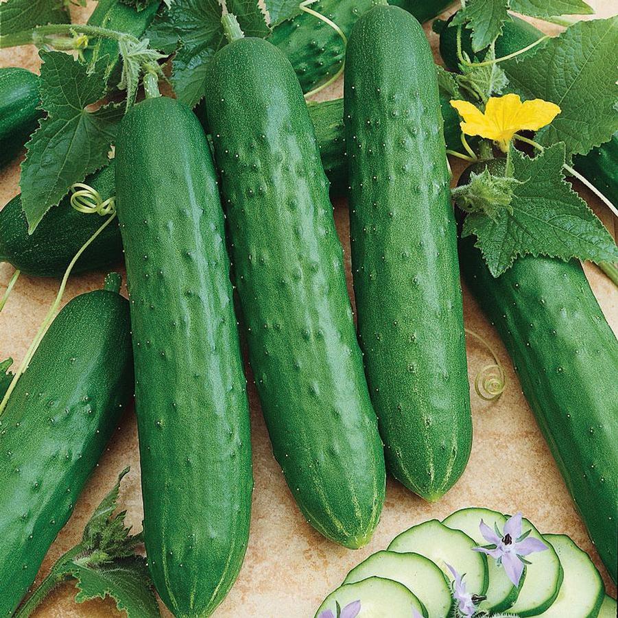 Cucumis sativus 'Spacemaster 80' - Cucumber, Spacemaster 80 from My Organic Table