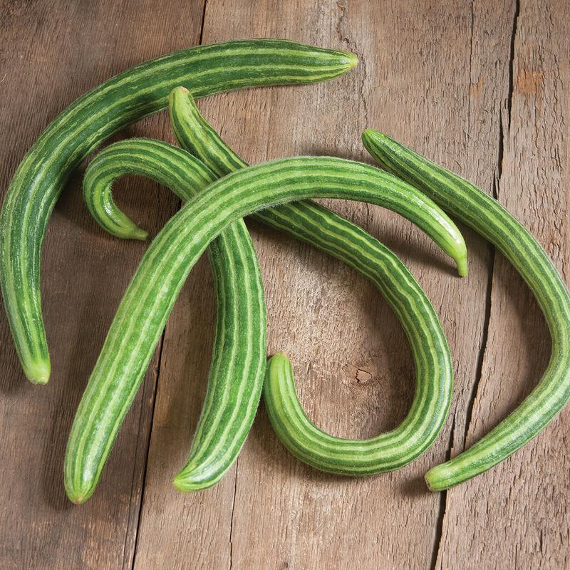 Cucumis sativus 'Striped Armenian' - Cucumber, Striped Armenian from My Organic Table