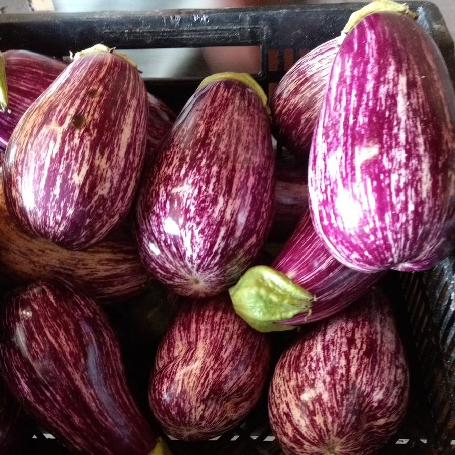 Solanum melongena 'Lucilla' - Eggplant, Lucilla from My Organic Table