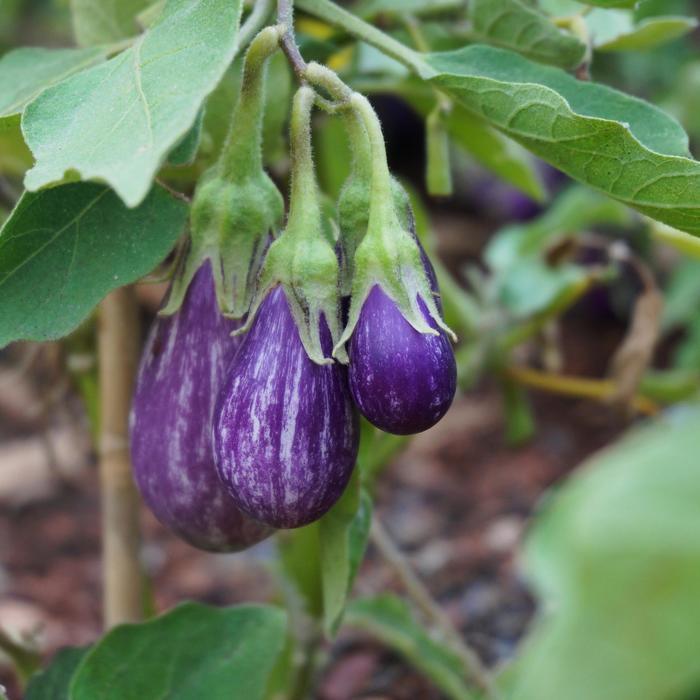 Solanum melongena Fairy Tale