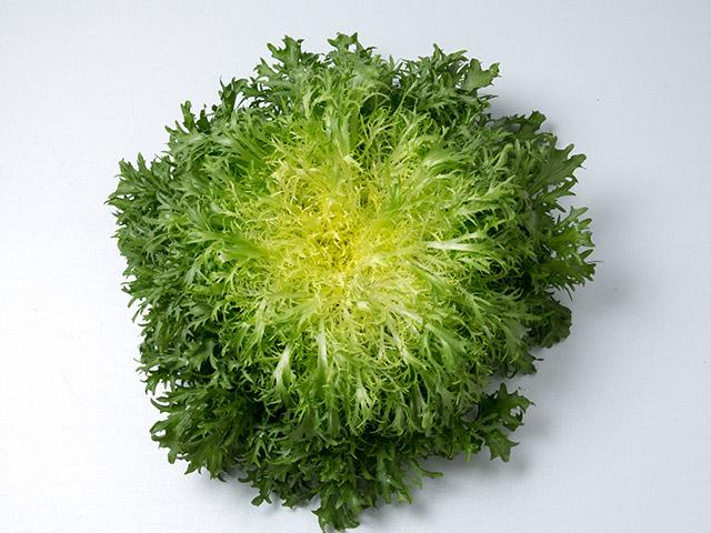 Cichorium endivia 'Benefine' - Endive, Benefine from My Organic Table