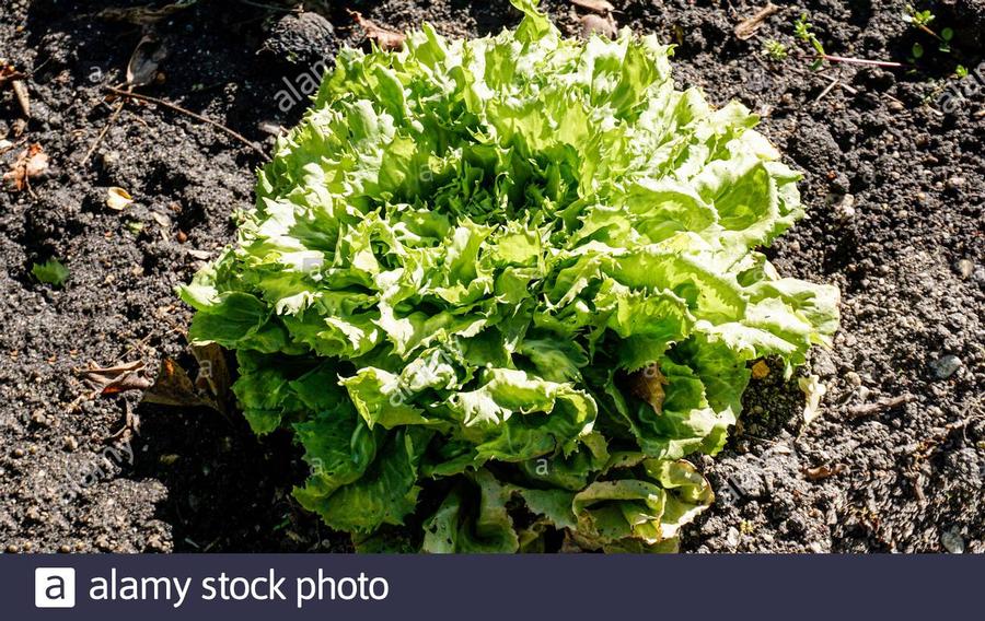 Cichorium endivia 'Eros' - Escarole, Eros from My Organic Table