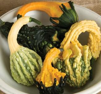 Lagenaria siceraria 'Autumn Wings Mix' - Gourds, Autumn Wings Mix from My Organic Table