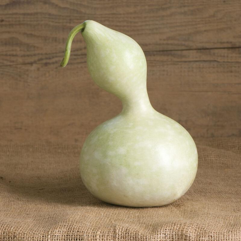 Lagenaria siceraria 'Bird House' - Gourds, Bird House from My Organic Table