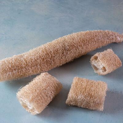 Luffa cylindrica 'Luffa (Loofa) Sponge' - Gourds, Luffa (Loofa) Sponge from My Organic Table