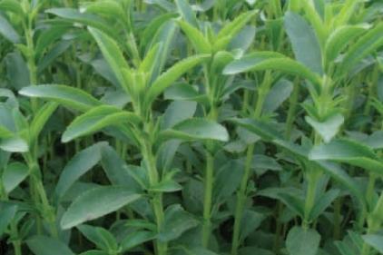 Stevia rebaudiana - Stevia from My Organic Table