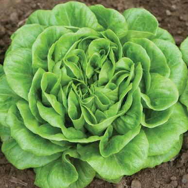 Lactuca sativa 'Boston, Green' - Lettuce, Boston, Green from My Organic Table