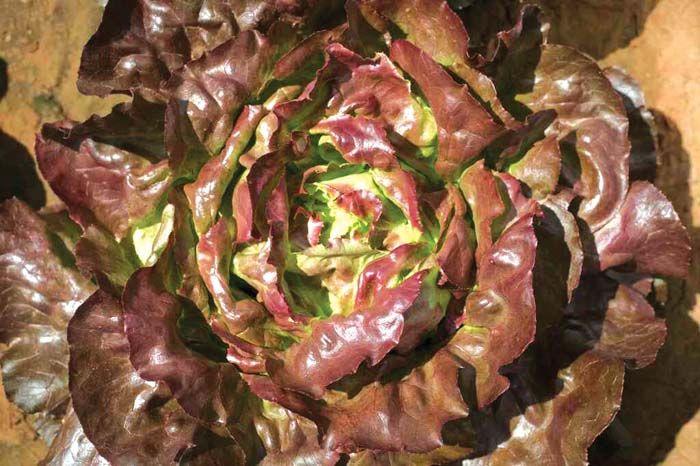 Lactuca sativa 'Boston, Red' - Lettuce, Boston, Red from My Organic Table