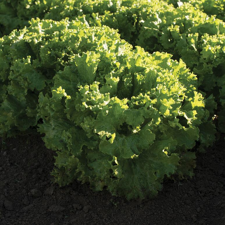 Lactuca sativa 'Green Leaf' - Lettuce, Green Leaf from My Organic Table