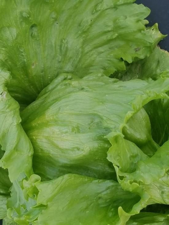 Lactuca sativa 'Iceberg' - Lettuce, Iceberg from My Organic Table