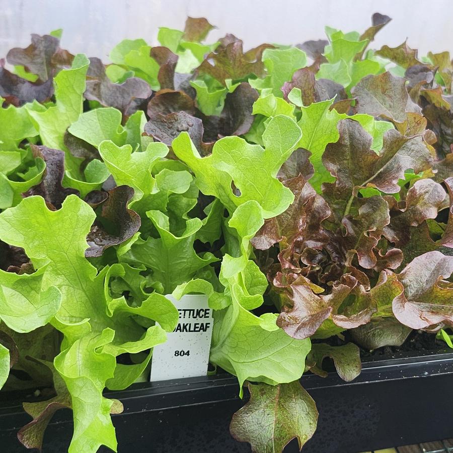 Lactuca sativa 'Oakleaf Collection' - Lettuce, Oakleaf Collection from My Organic Table