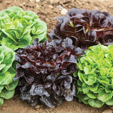 Lactuca sativa 'Salanova Premier Collection' - Lettuce, Salanova Premier Collection from My Organic Table