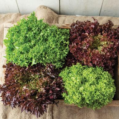 Lactuca sativa 'Salanova, Foundation Collection' - Lettuce, Salanova, Foundation Collection from My Organic Table