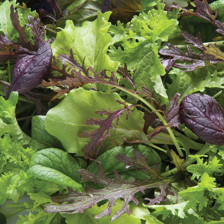Lactuca sativa 'Spring Mix' - Lettuce, Spring Mix from My Organic Table