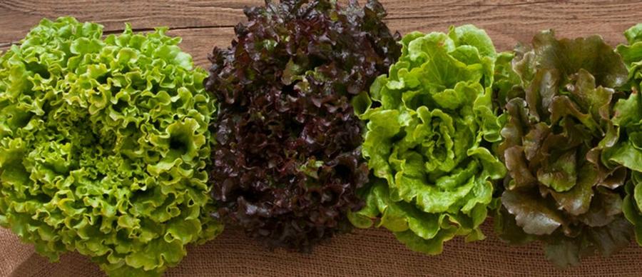 Lactuca sativa 'Summer Crisp Red/Green' - Lettuce, Summer Crisp Red/Green from My Organic Table
