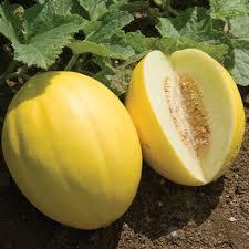 Cucumis melo 'Brilliant Canary Melon' - Melon, Brilliant Canary Melon from My Organic Table