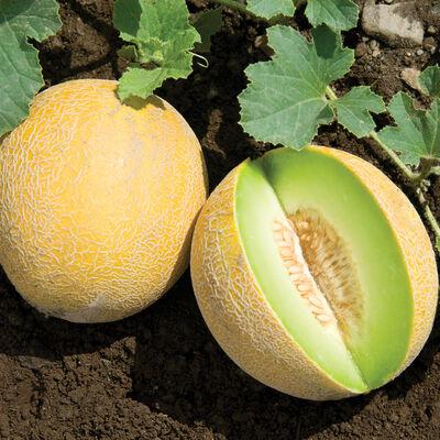 Cucumis melo 'Galia or Tropical Melon' - Melon, Galia or Tropical Melon from My Organic Table
